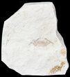 Fossil Pea Crab (Pinnixa) From California - Miocene #42929-1